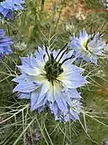 While and blue inflorescence variant