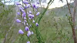 ""