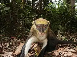 Gray monkey