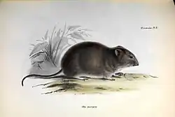 Drawing of brown mouse