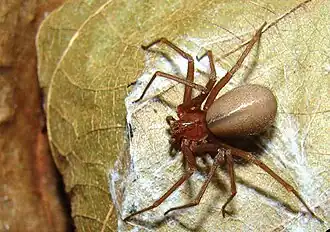 Loxosceles amazonica