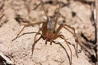 L. deserta