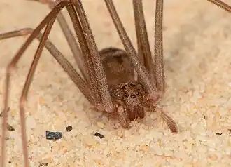 female