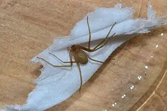 From Croatia