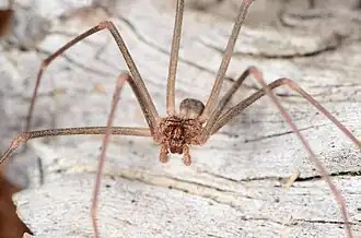 male L. spinulosa