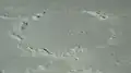Lubiniezky E