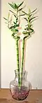Lucky bamboo spiral houseplant