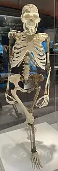 Lucy skeleton reconstruction at the Cleveland Museum of Natural History, front view