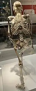 Lucy skeleton reconstruction at the Cleveland Museum of Natural History, rear view