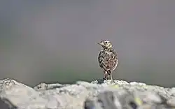 Wood lark, Sardinia