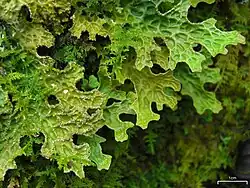 A close-up picture of lobaria pulmonaria, also known as tree mugwort. The texture of the leaves is quite prominent in the image.