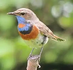 Male L. s. volgae, Elektrougli, Russia