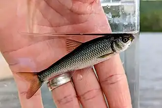 In Quebec