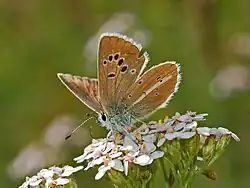 Female, underface