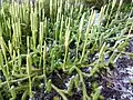 Clubmoss at Tanet.