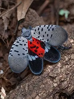 Adult with spread forewings in Shenandoah National Park, Virginia, USA