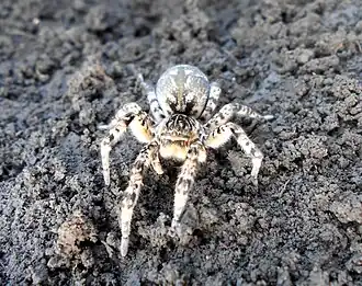 Lycosa singoriensis