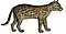 Ocelot