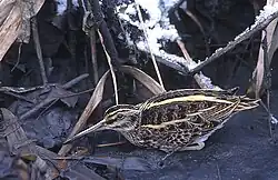as does the jack snipe.