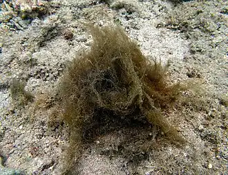 Cyanobacterial colony of Lyngbya majuscula