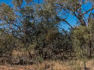 on Lysiphyllum gilvum, Burke River floodplain, QLD