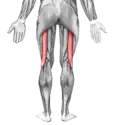 Biceps femoris