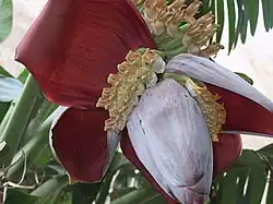 Inflorescence, partially opened