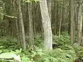 Acushnet Cedar Swamp, Massachusetts