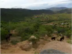 Cattle grazing