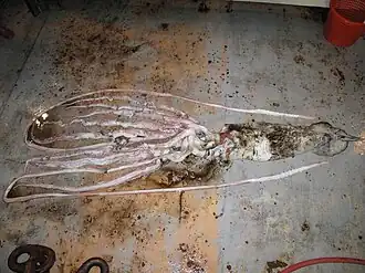 #532 (30/7/2009), Small female trawl netted in the Gulf of Mexico off the US state of Louisiana on 30 July 2009. It now forms part of the collections of the National Museum of Natural History in Washington, D.C.