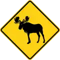 W11-21 Moose