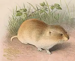 Drawing of brown vole