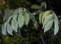 Closeup of young leaves, showing silvery pubescence