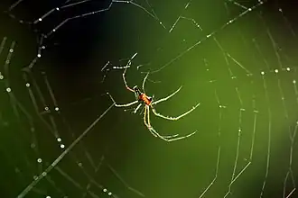 Mabel orchard spider, L. mabelae, Jamaica