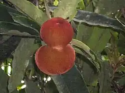 Mabolo fruit