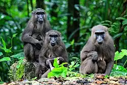 Gray monkeys