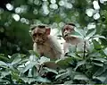 Male bonnet macaques, similar to the youthful ones pictured, "give each other hand-jobs and sometimes eat the resulting semen"[1] although using "hand-job" can be seen as overly anthropomorphic.[13]