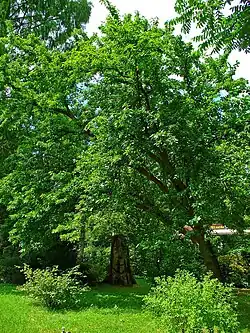 Mature tree