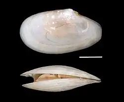Macoma tenta shell