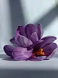 Macro photograph of saffron flower (Crocus sativus)