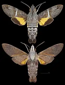 Macroglossum hirundo