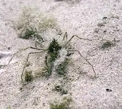 colour photograph of Macropodia czernjawskii