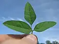 Leaf