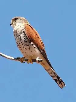 Madagascar_Kestrel_(Falco_newtoni)_Ambohitantely_Reserve
