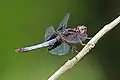 Thermorthemis madagascariensis, immature male