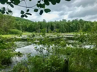Wetlands
