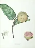 The Guava Fruit