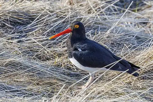 in Patagonia, Chile