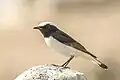 Maghreb wheatear (O. l. halophila), Tunisia