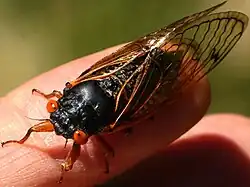 Male dorsal Brood XIII sub-brood, 2020